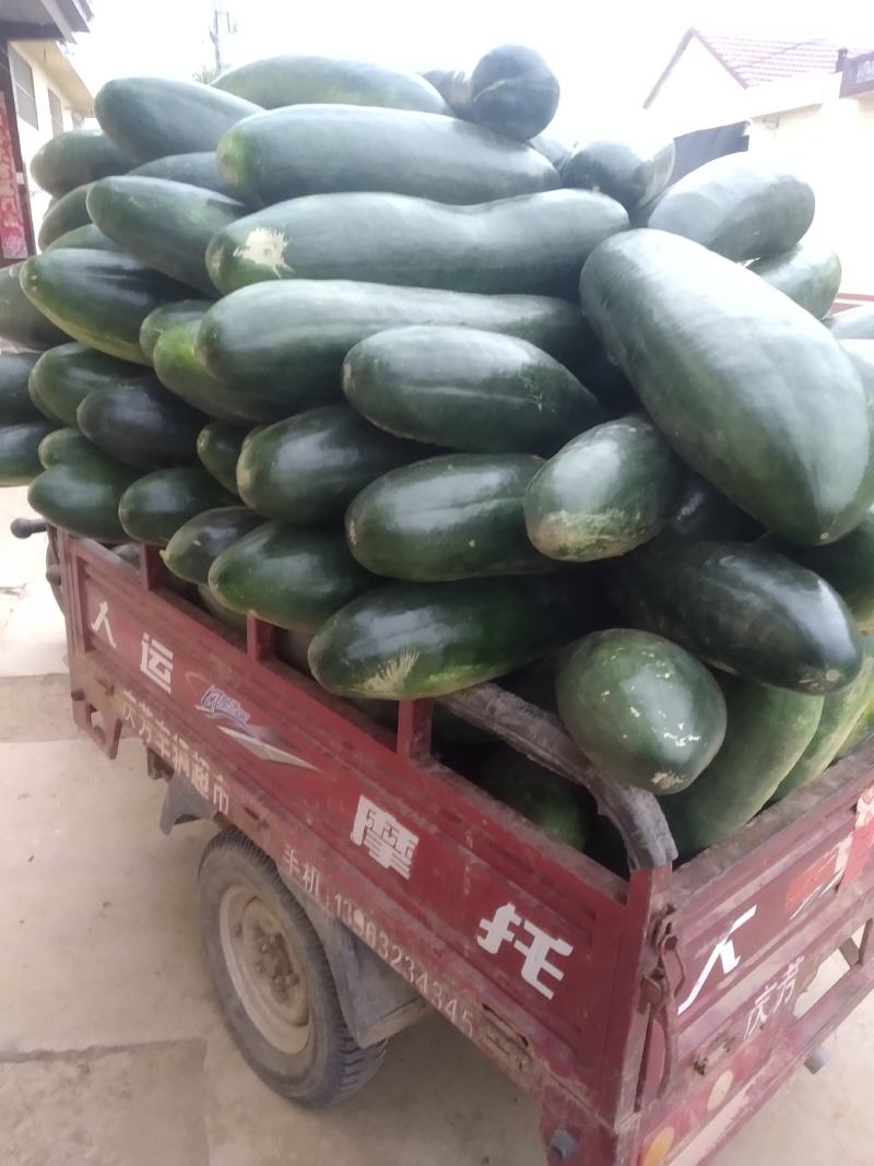 黑皮冬瓜大量供应有要请联系量大质优价廉专业发货质量可靠
