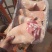 【肉类冻品】猪前肘，6.7.8个头的大量有货，干净无毛