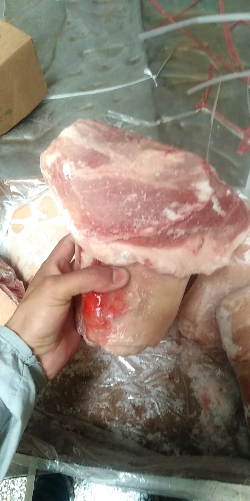 【肉类冻品】猪前肘，6.7.8个头的大量有货，干净无毛