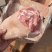 【肉类冻品】猪前肘，6.7.8个头的大量有货，干净无毛