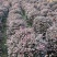 红花继木高度1米，苗基地大量低价出售