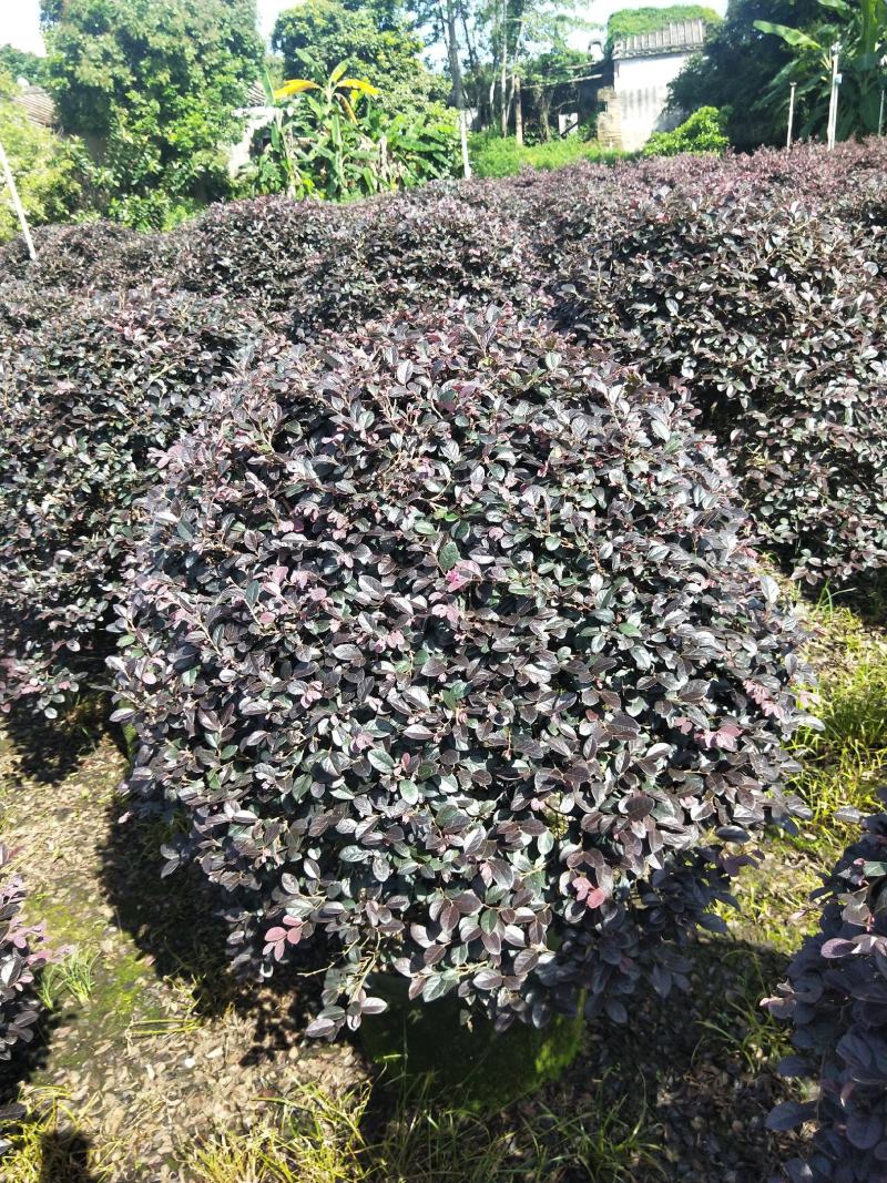 红花继木高度1米，苗基地大量低价出售