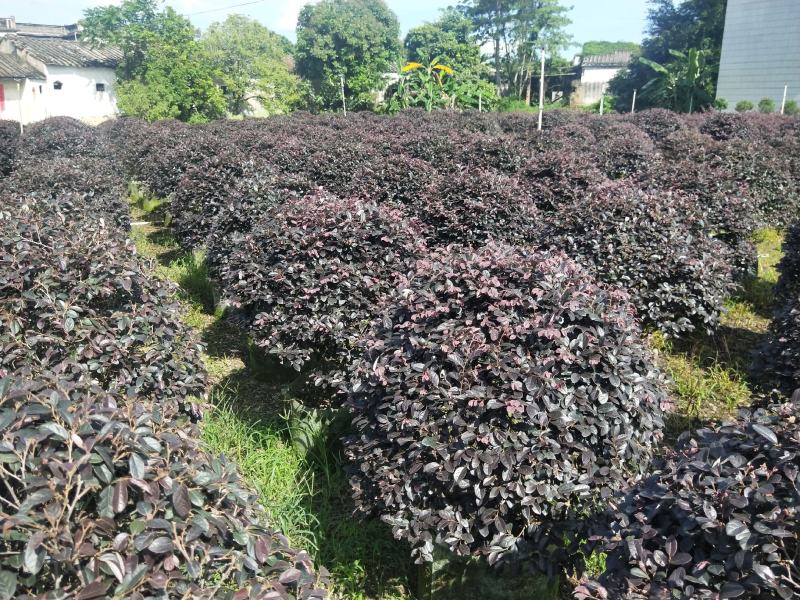 红花继木高度1米，苗基地大量低价出售