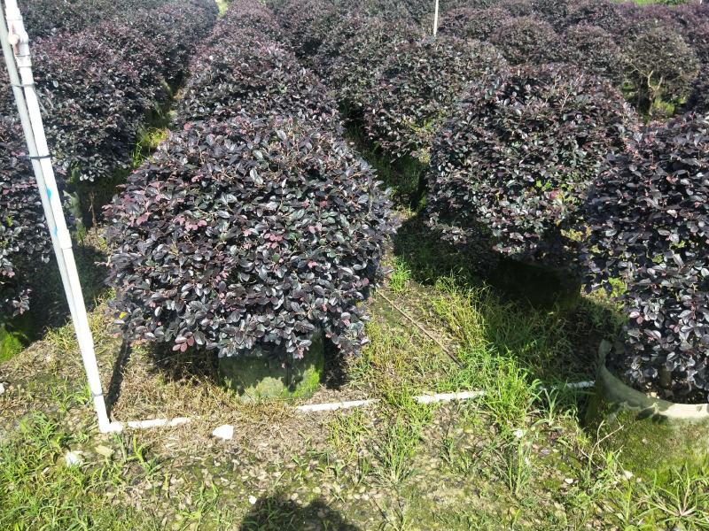 红花继木高度1米，苗基地大量低价出售