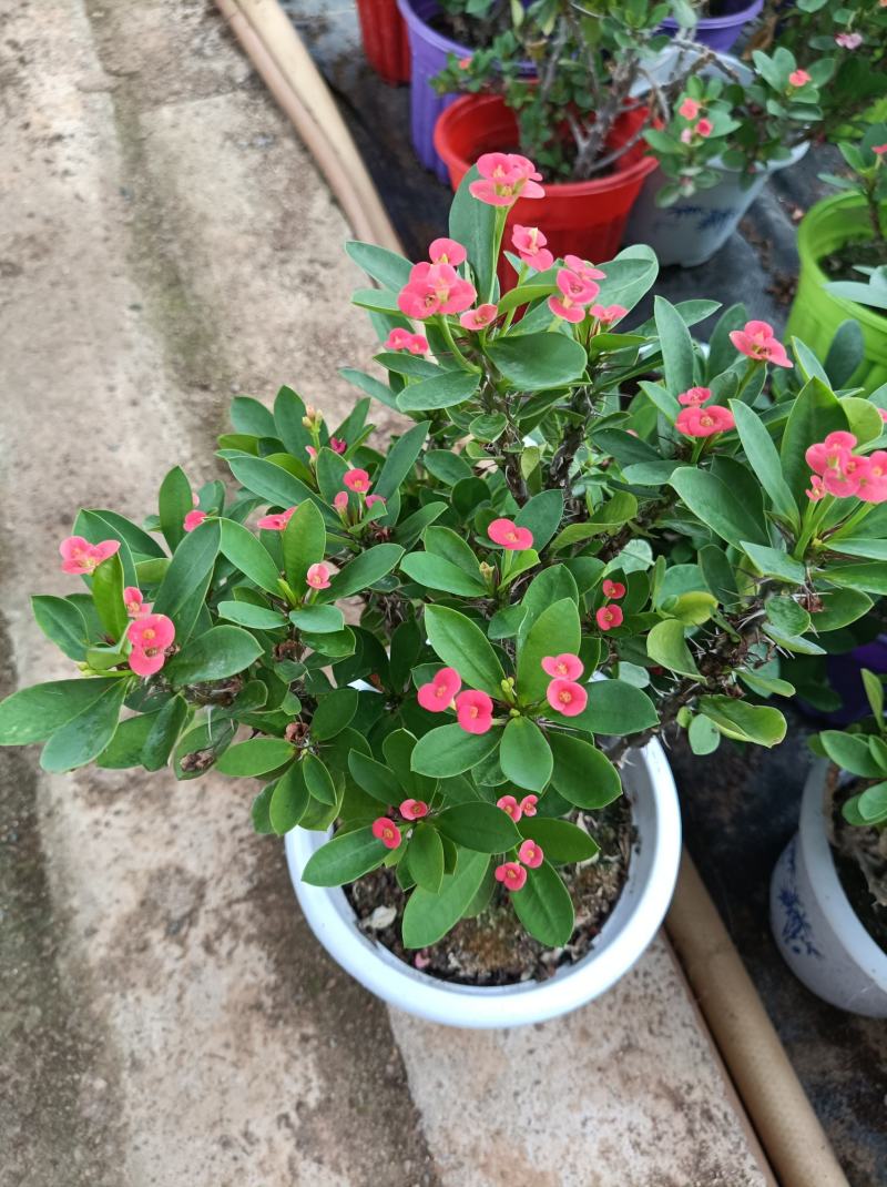 虎刺梅盆栽铁海棠