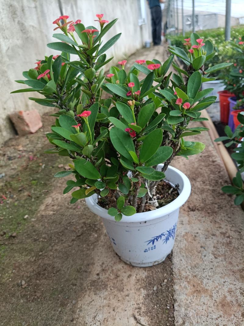 虎刺梅盆栽铁海棠