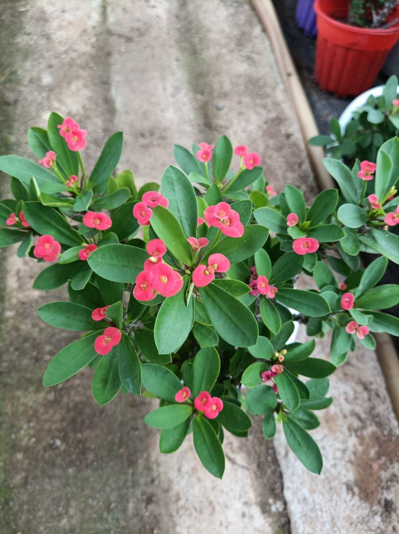 虎刺梅盆栽铁海棠