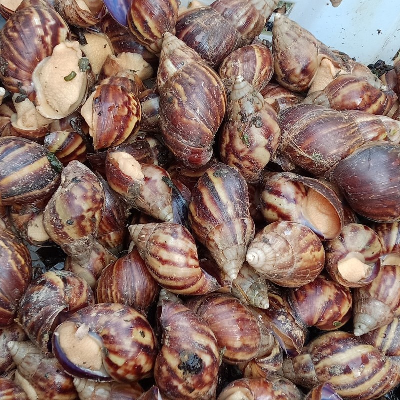 想养殖白玉蜗牛，要苗种的联系我价钱好说