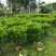 非洲茉莉1米高，苗基地多种规格大量低价出售