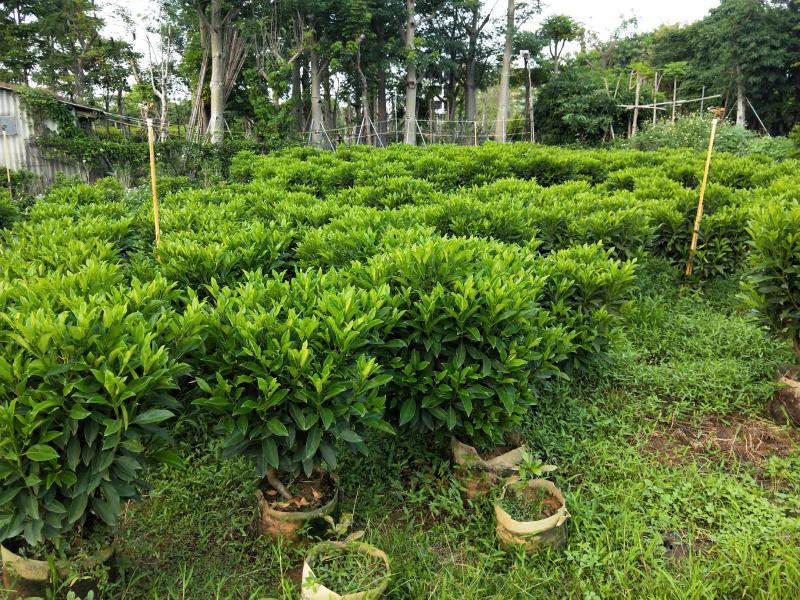 非洲茉莉1米高，苗基地多种规格大量低价出售