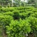 非洲茉莉1米高，苗基地多种规格大量低价出售