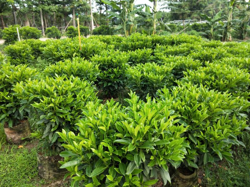 非洲茉莉1米高，苗基地多种规格大量低价出售