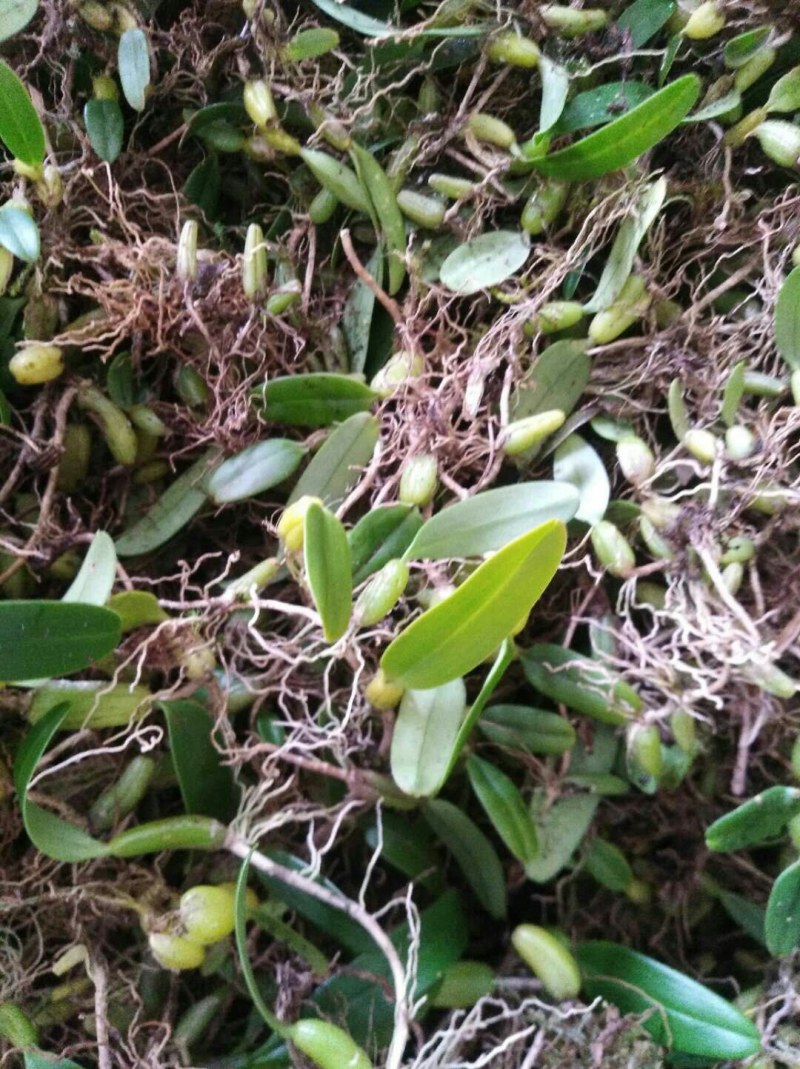 云南本地纯野生石橄榄小果