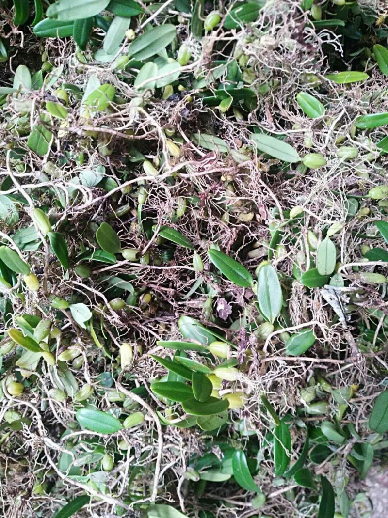 云南本地纯野生石橄榄小果