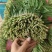 韭菜，可以视频看货，大棚韭菜，粗颗韭菜，聊城韭菜，