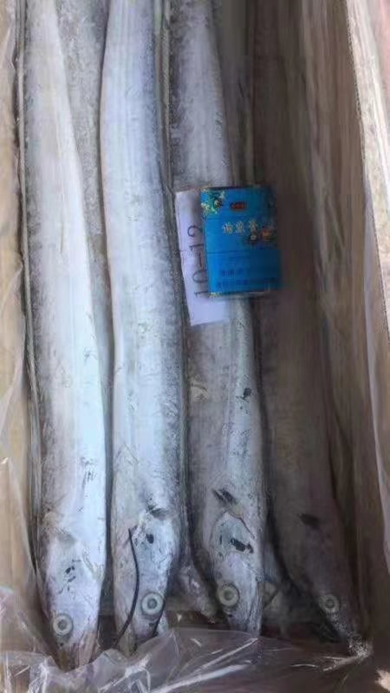 东海舟山带鱼鲳鱼黄花，大小规格齐全。