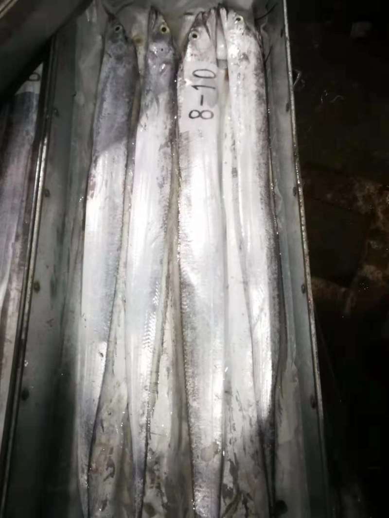 东海舟山带鱼鲳鱼黄花，大小规格齐全。