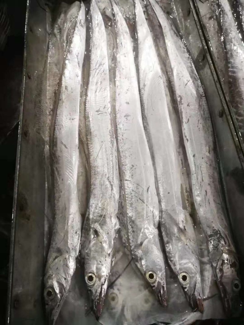东海舟山带鱼鲳鱼黄花，大小规格齐全。