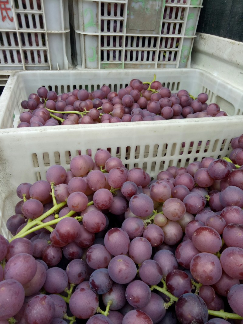 临朐万亩巨峰葡萄基地源头货源充足，巨峰葡萄