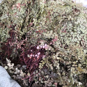 猪鬓草中草药专业批发与零售