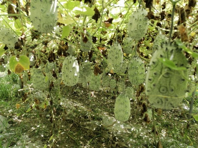 火参果刺角瓜基地种植一手货源