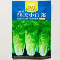 28天小白菜种子耐热耐湿抗病性强