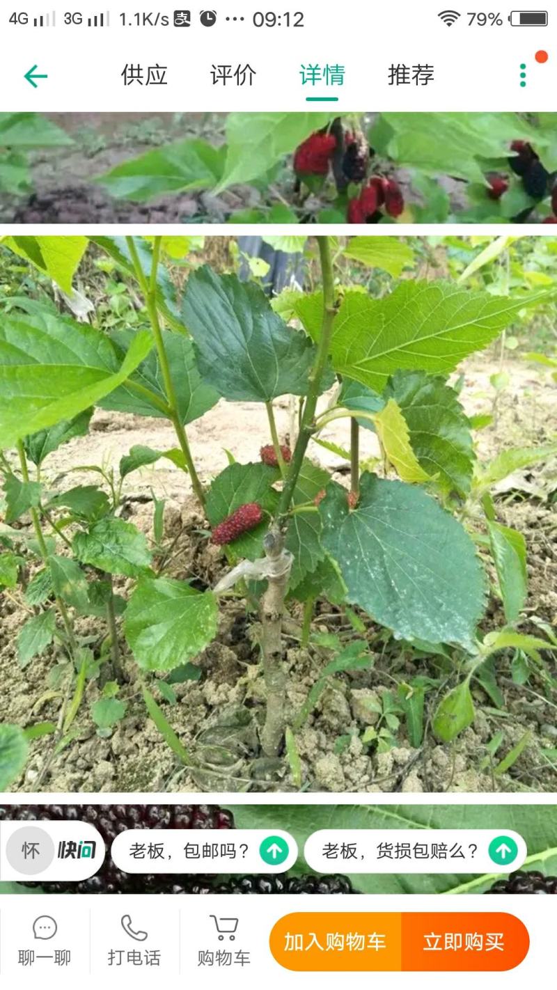 桑葚苗，桑树苗，长果桑，80cm保证品种保证质量