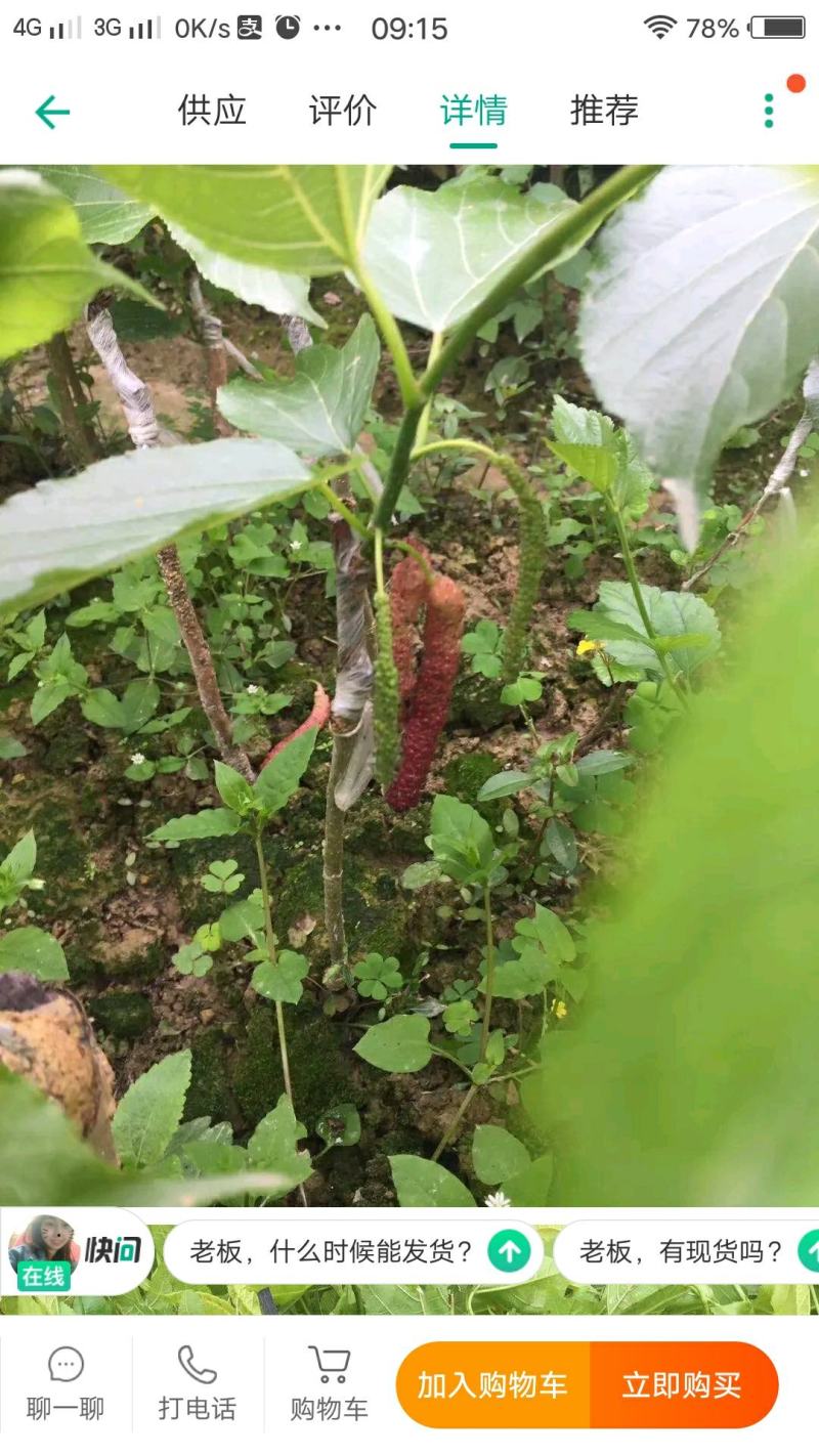 桑葚苗，桑树苗，长果桑，80cm保证品种保证质量