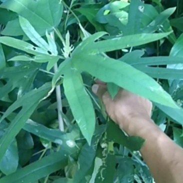 五指毛桃，广泛分布粤西地区为主的山，家庭餐饮必备