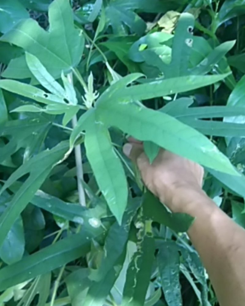 五指毛桃，广泛分布粤西地区为主的山，家庭餐饮必备
