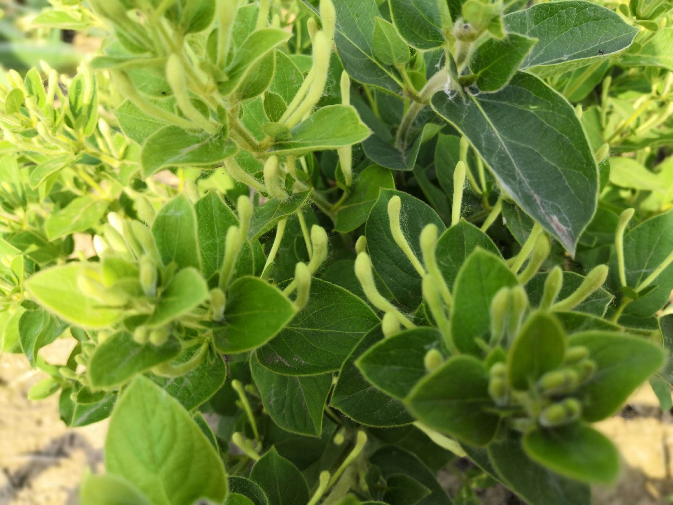 八角金盘春季嫩叶生长图