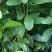 九节昌=亚灌木。茎枝节膨大。叶革质，椭圆形至卵状披针形