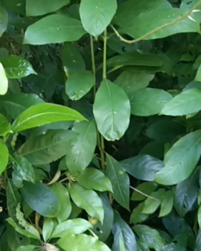 九节昌=亚灌木。茎枝节膨大。叶革质，椭圆形至卵状披针形