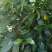 九节昌=亚灌木。茎枝节膨大。叶革质，椭圆形至卵状披针形