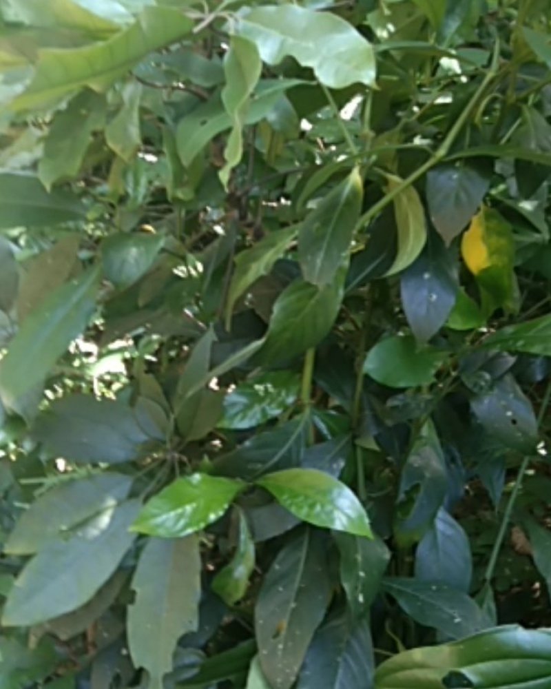 九节昌=亚灌木。茎枝节膨大。叶革质，椭圆形至卵状披针形