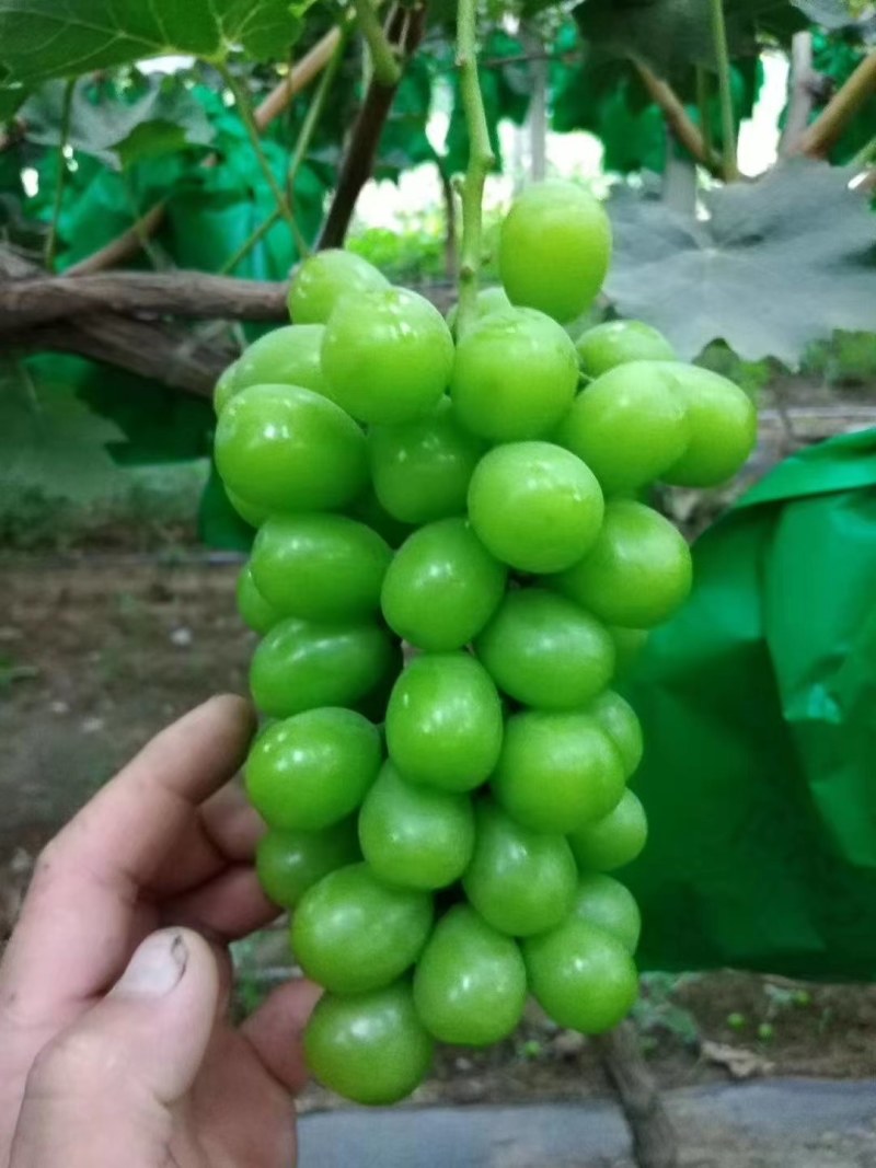 陕西冷库阳光玫瑰葡萄，晴王葡萄，香印一手货源，质量保证