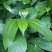 九节昌=亚灌木。茎枝节膨大。叶革质，椭圆形至卵状披针形