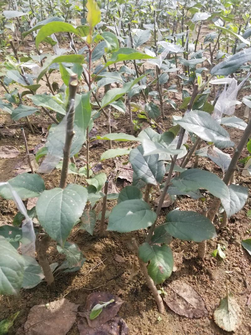 明月苹果一刀两刀苗，早熟鲁丽苹果苗苹果苗