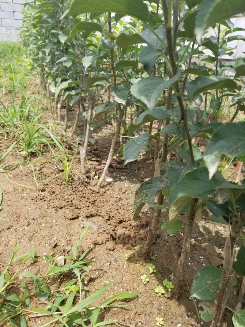 明月苹果一刀两刀苗，早熟鲁丽苹果苗苹果苗