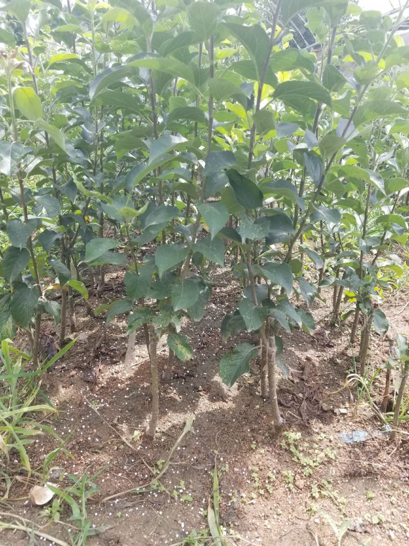 明月苹果一刀两刀苗，早熟鲁丽苹果苗苹果苗