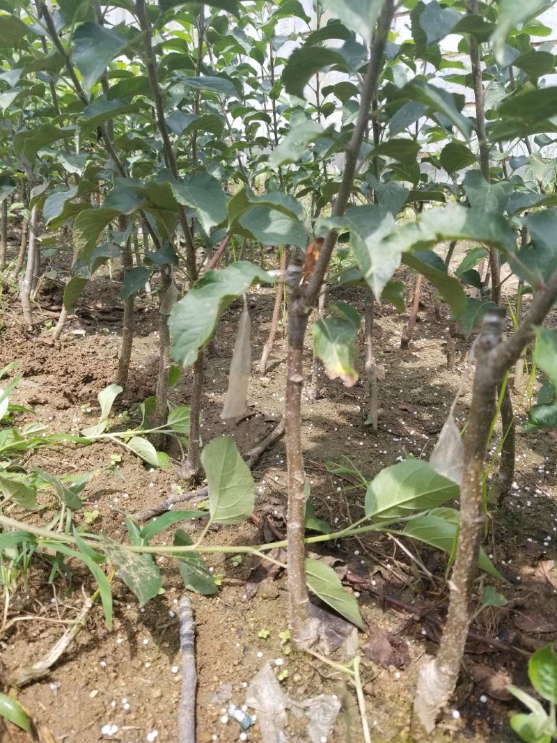 明月苹果一刀两刀苗，早熟鲁丽苹果苗苹果苗