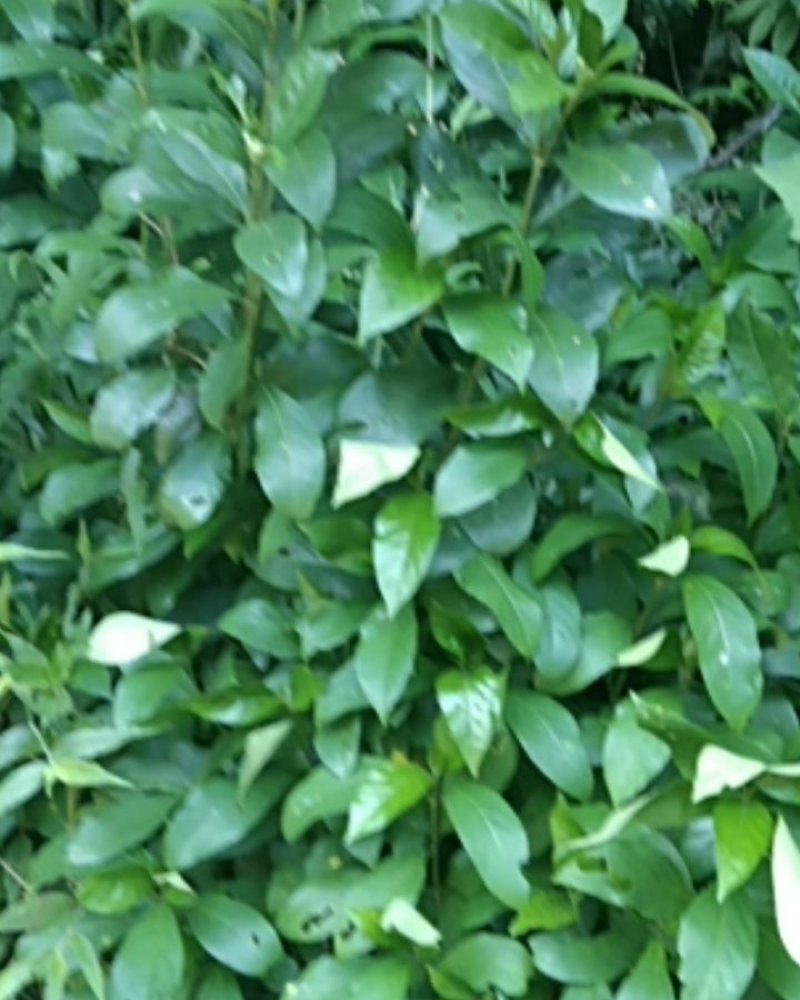 九节昌=亚灌木。茎枝节膨大。叶革质，椭圆形至卵状披针形