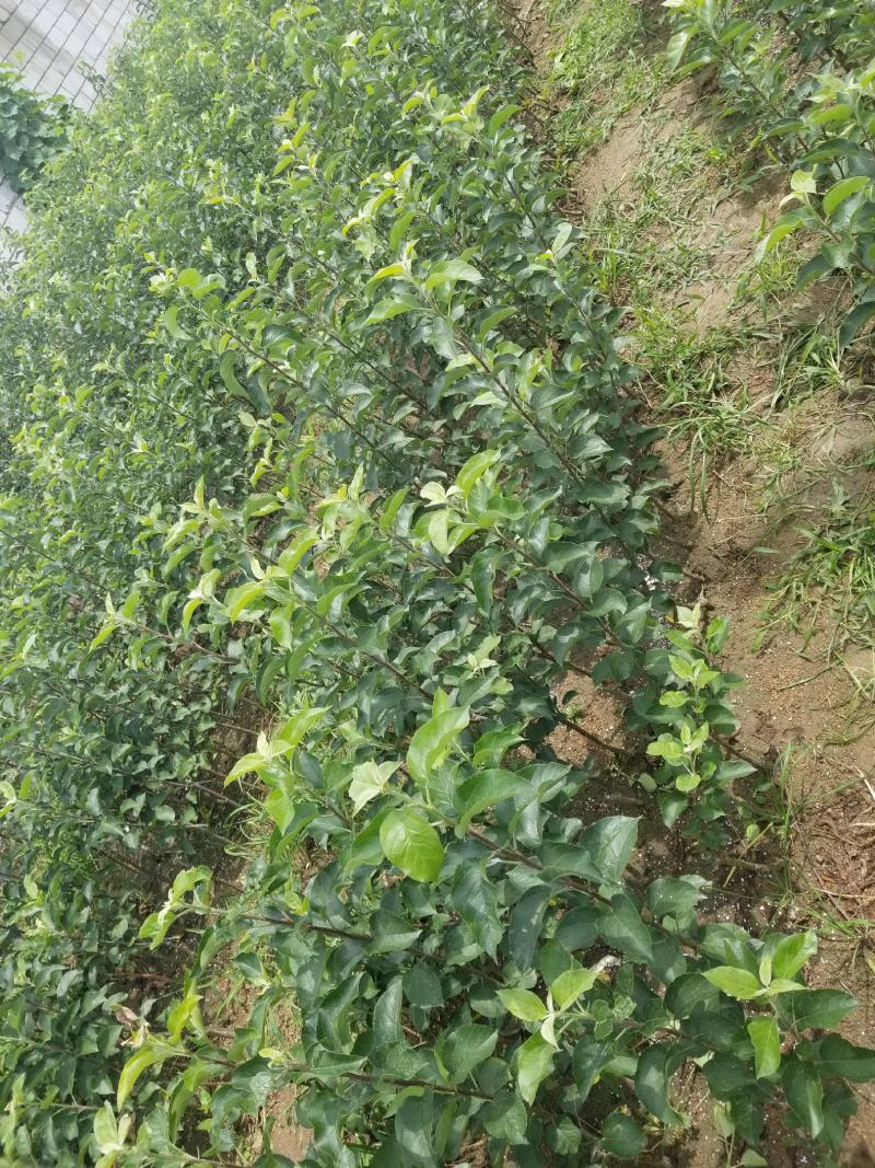 明月苹果一刀两刀苗，早熟鲁丽苹果苗苹果苗