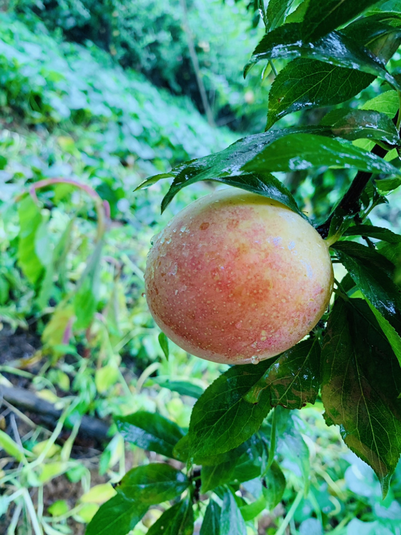 前卫红李万亩小杂果基地