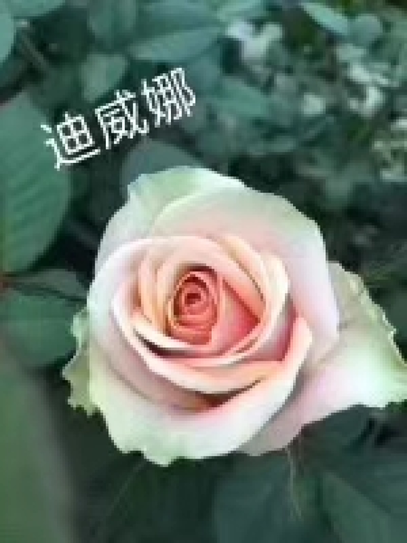 粉色玫瑰月季小苗