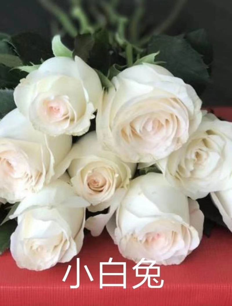 粉色玫瑰月季小苗