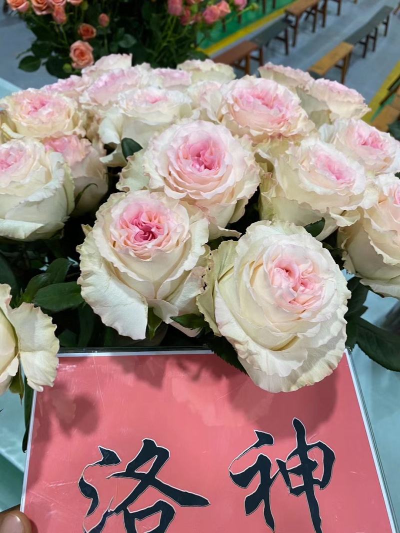 粉色玫瑰月季小苗
