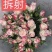 粉色玫瑰月季小苗