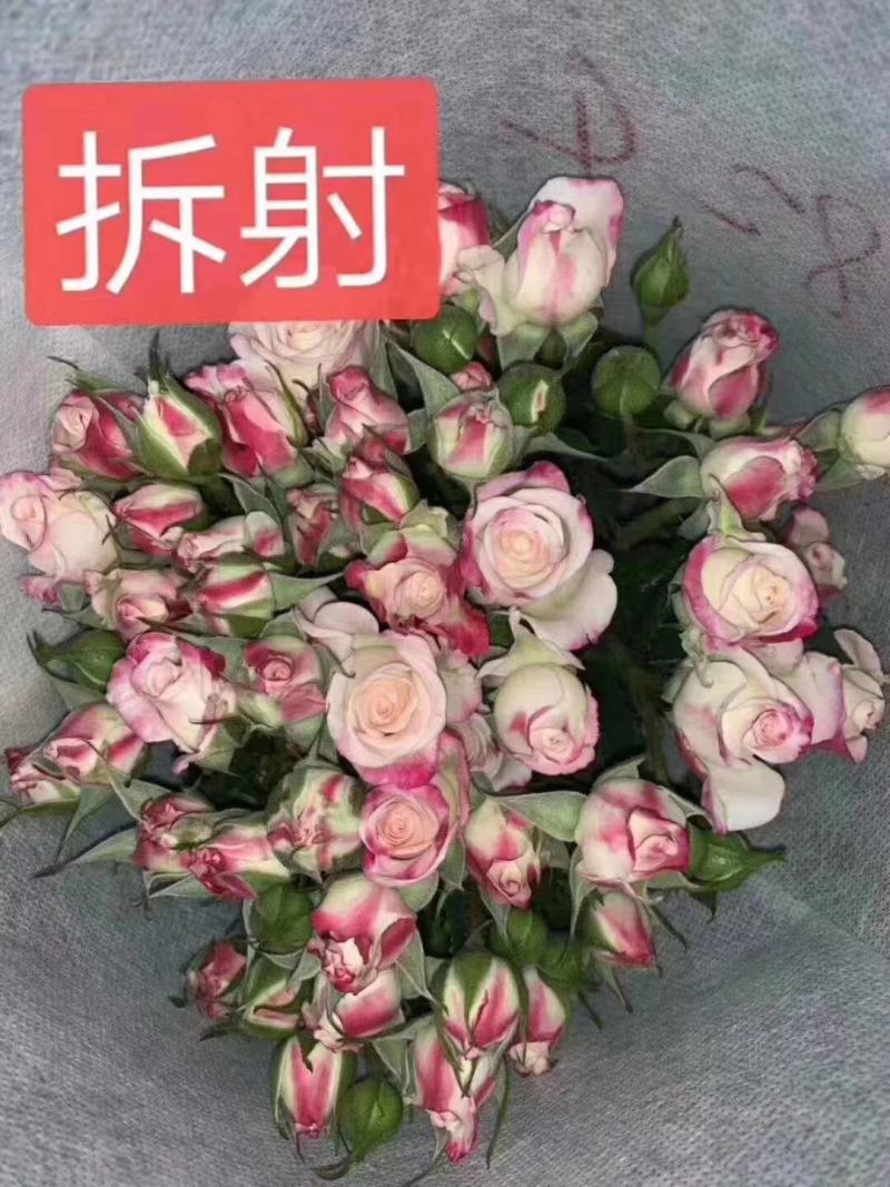 粉色玫瑰月季小苗