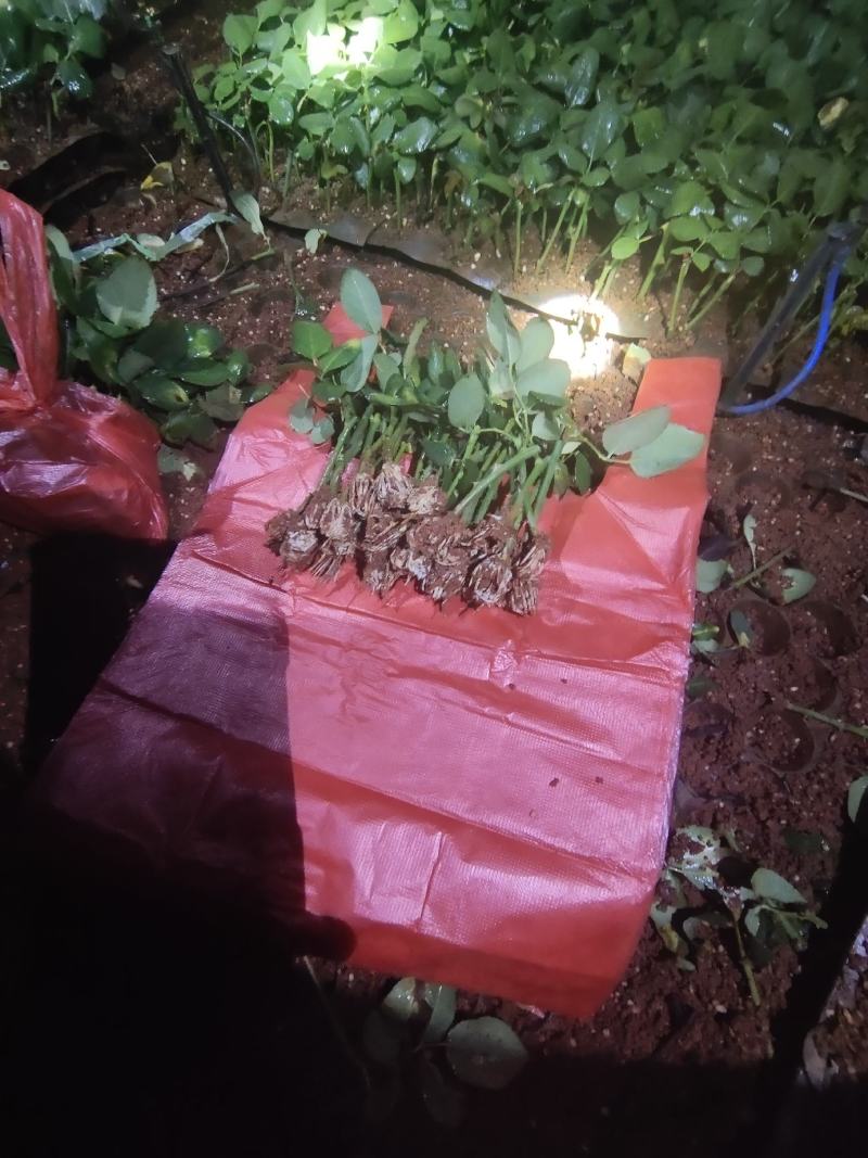 粉色玫瑰月季小苗